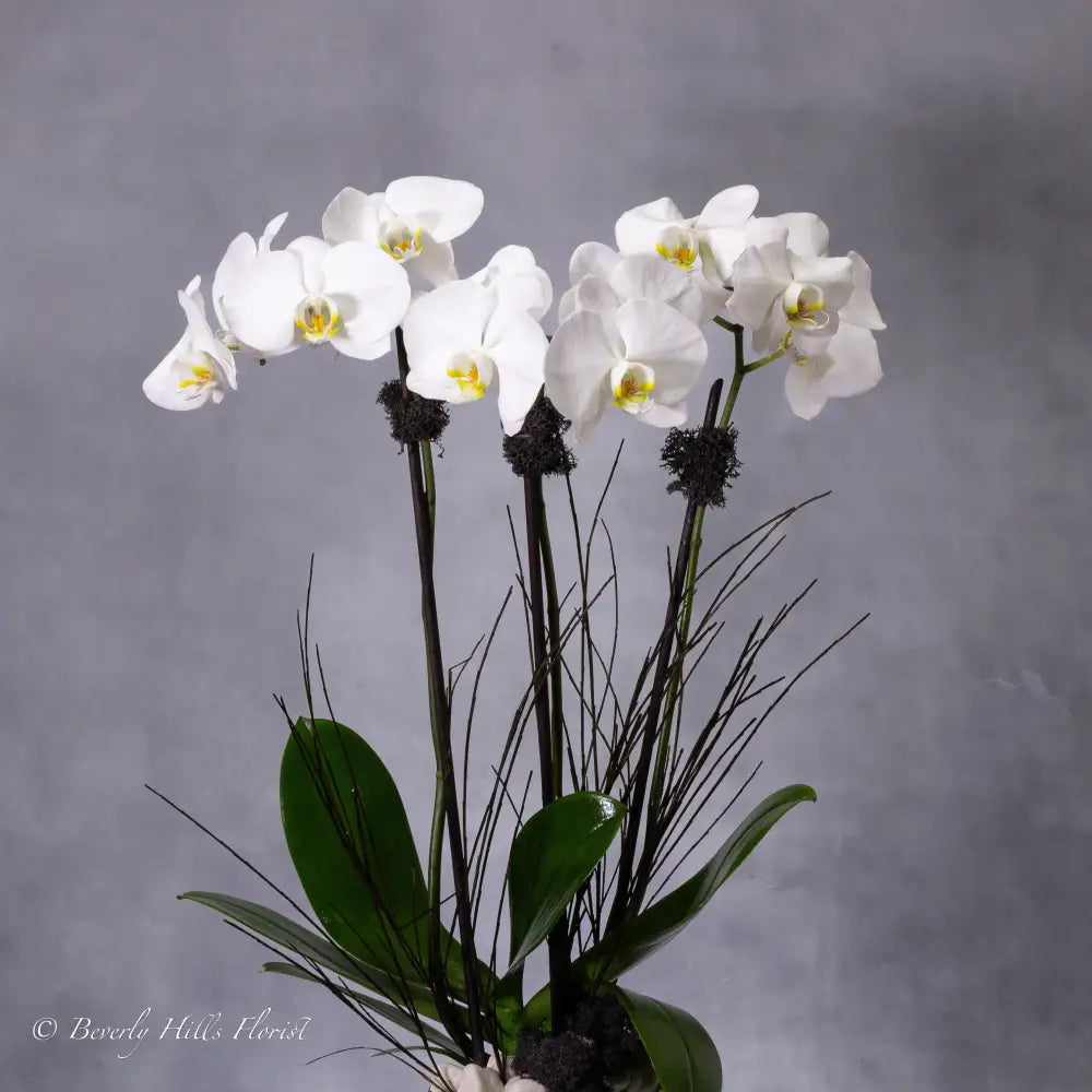 Threefold Orchid Majesty: Exquisite Floral Trio - beverlyhillsflorist