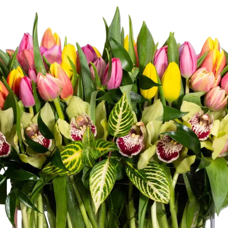 100 Colors of  Tulip Joy - beverlyhillsflorist