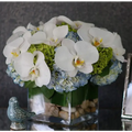 White Orchids in Blue Heaven - beverlyhillsflorist