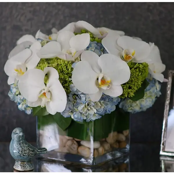 White Orchids in Blue Heaven - beverlyhillsflorist