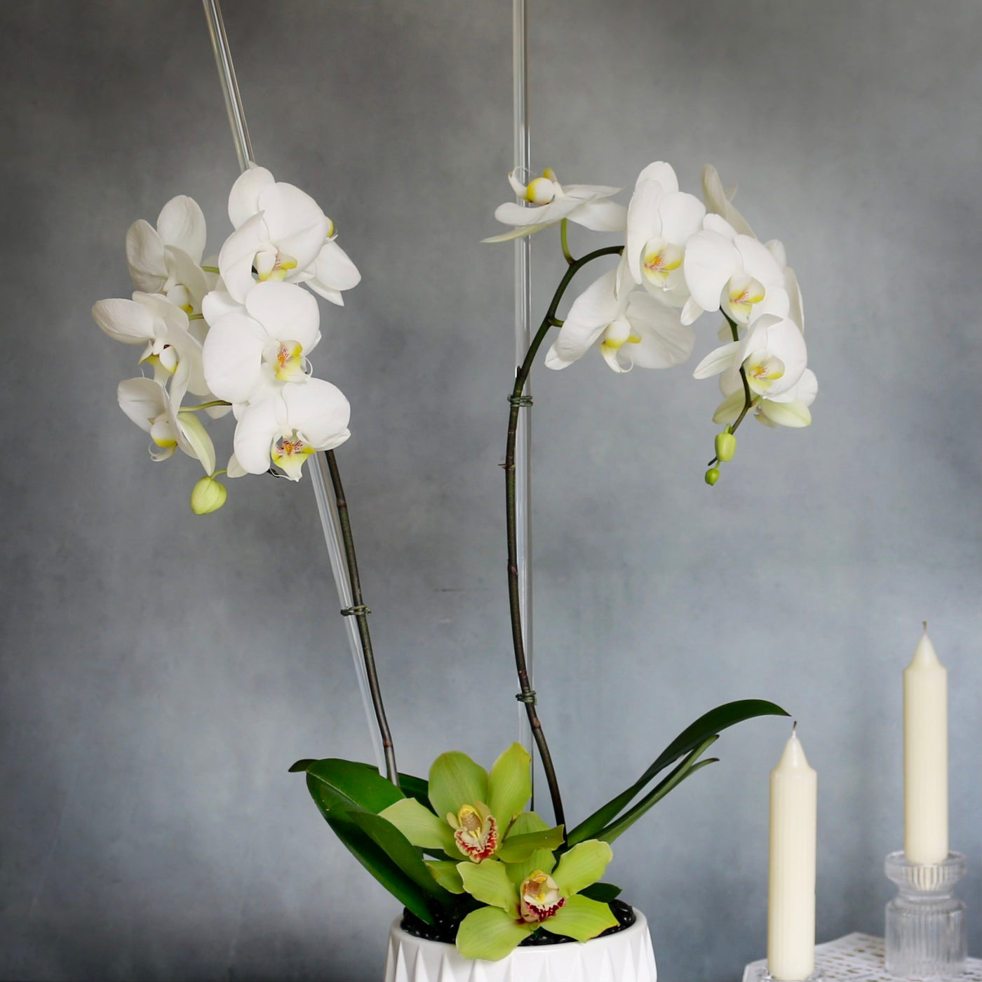 Simplistic Orchid