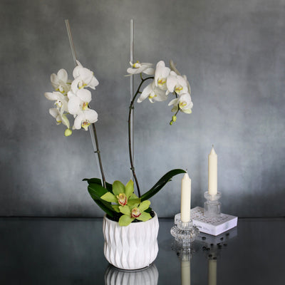 Simplistic Orchid