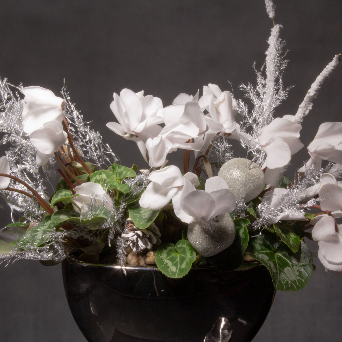 White Xmas Cyclamen - beverlyhillsflorist