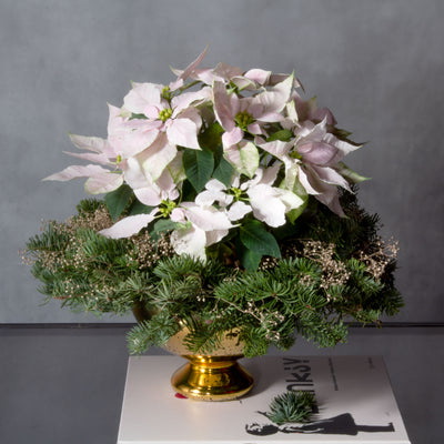 Winter White Poinsettia featuring a white poinsettia in an elegant vase, available for same-day delivery by Beverly Hills Florist.