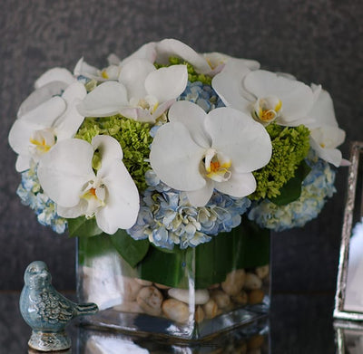 White Orchids in Blue Heaven - beverlyhillsflorist