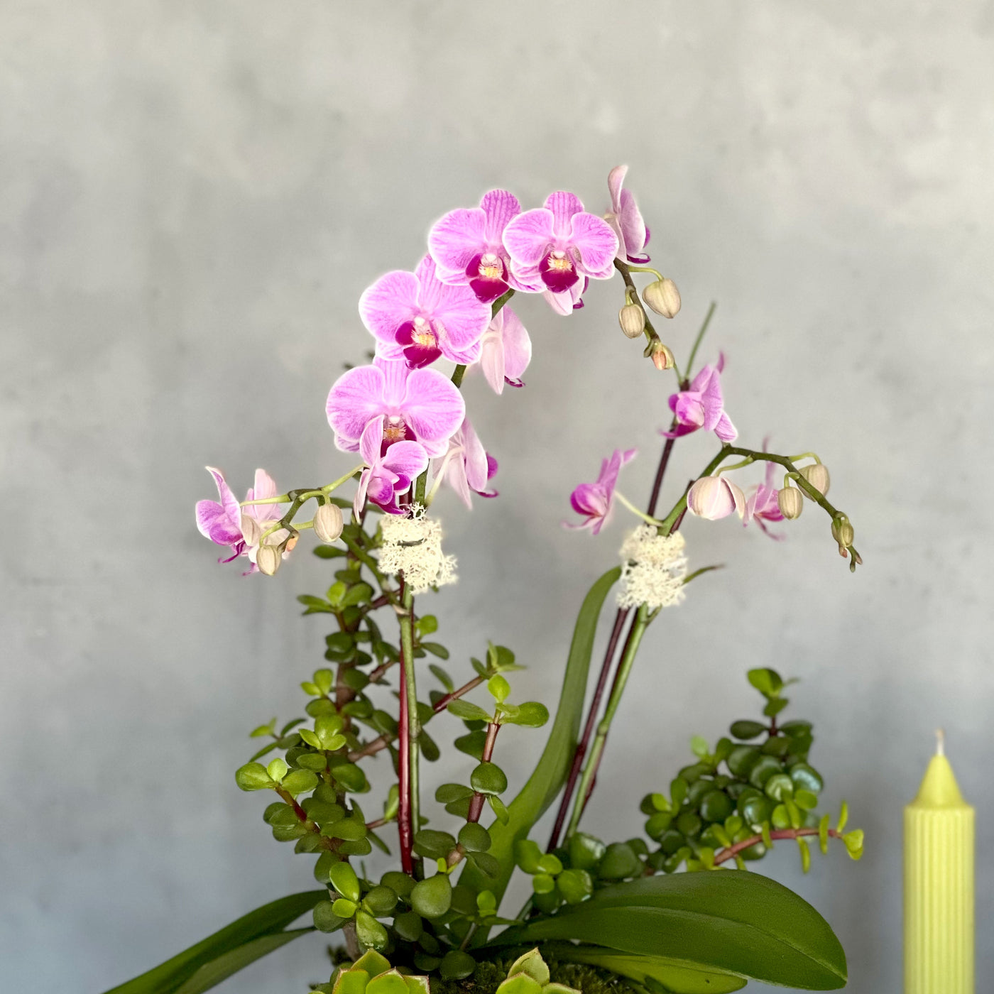 Mimi Orchids