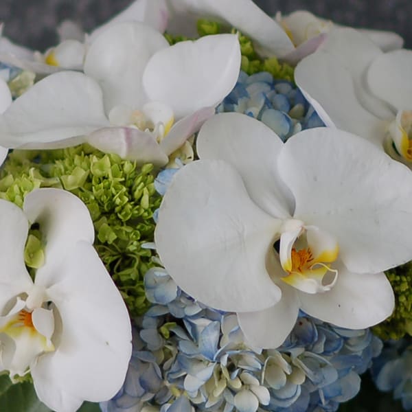 White Orchids in Blue Heaven - beverlyhillsflorist