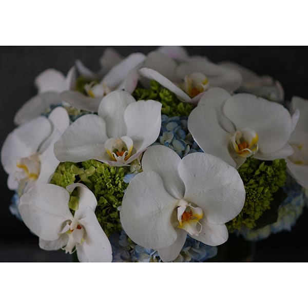 White Orchids in Blue Heaven - beverlyhillsflorist