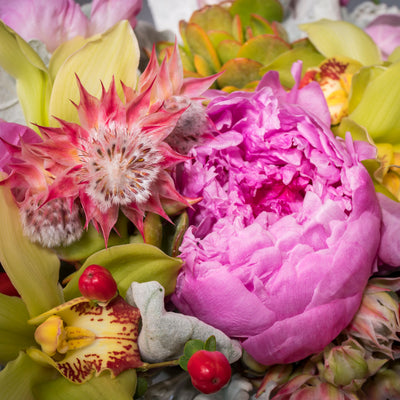 Peony Daydream - beverlyhillsflorist