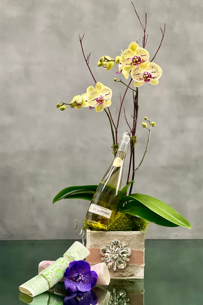 This lovely potted plant from Beverly Hills Florist offers same day delivery ! Consists of double Phalaenopsis Orchids is known for its enduring beauty. Orchid arrangement comes with a bottle of Cote des Roses Chardonnay and 2 bath soaps. Celebrate friendship, joy and new beginnings with this stunning display!
