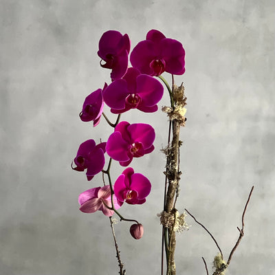 Purple Orchid Ovation