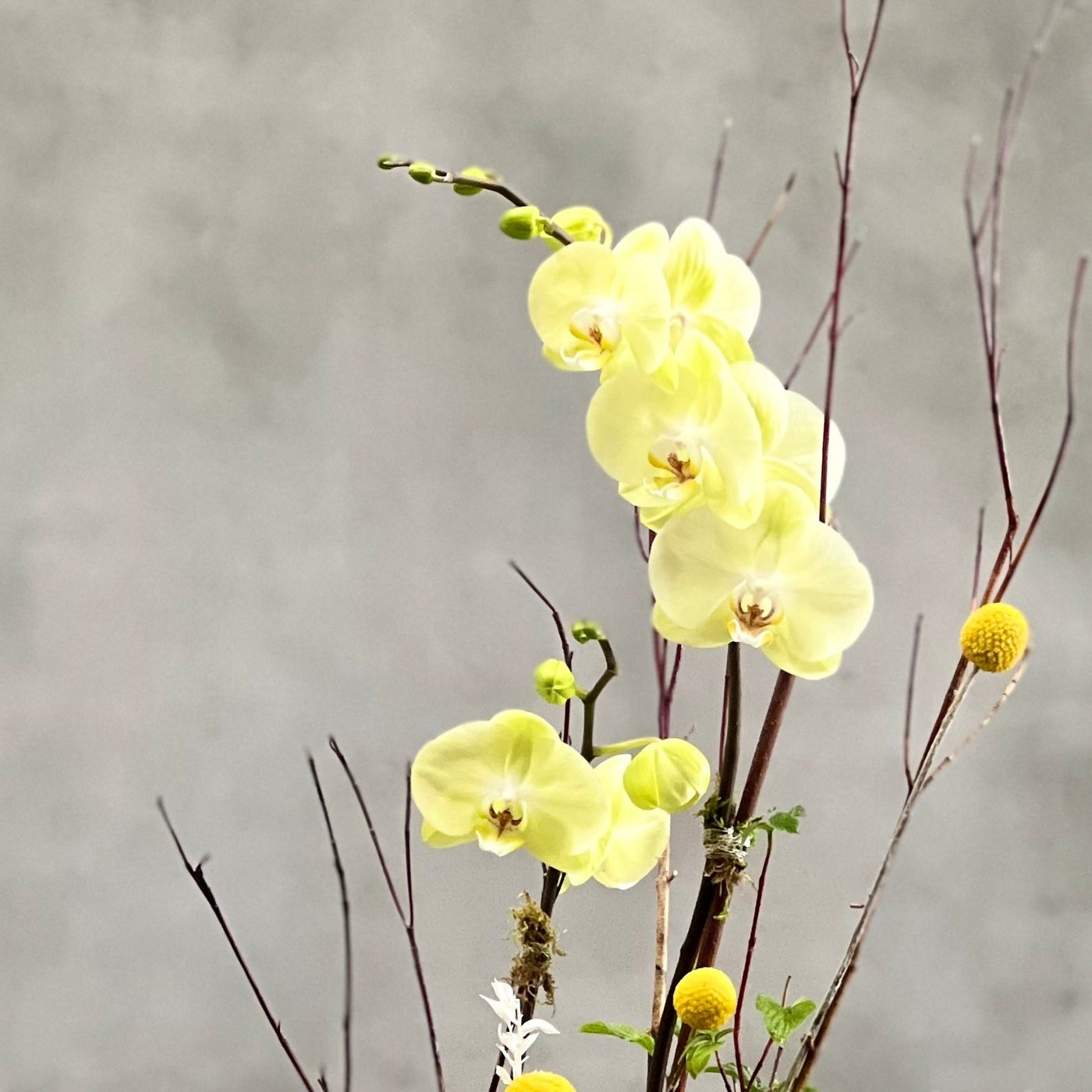 Lemonade Orchids