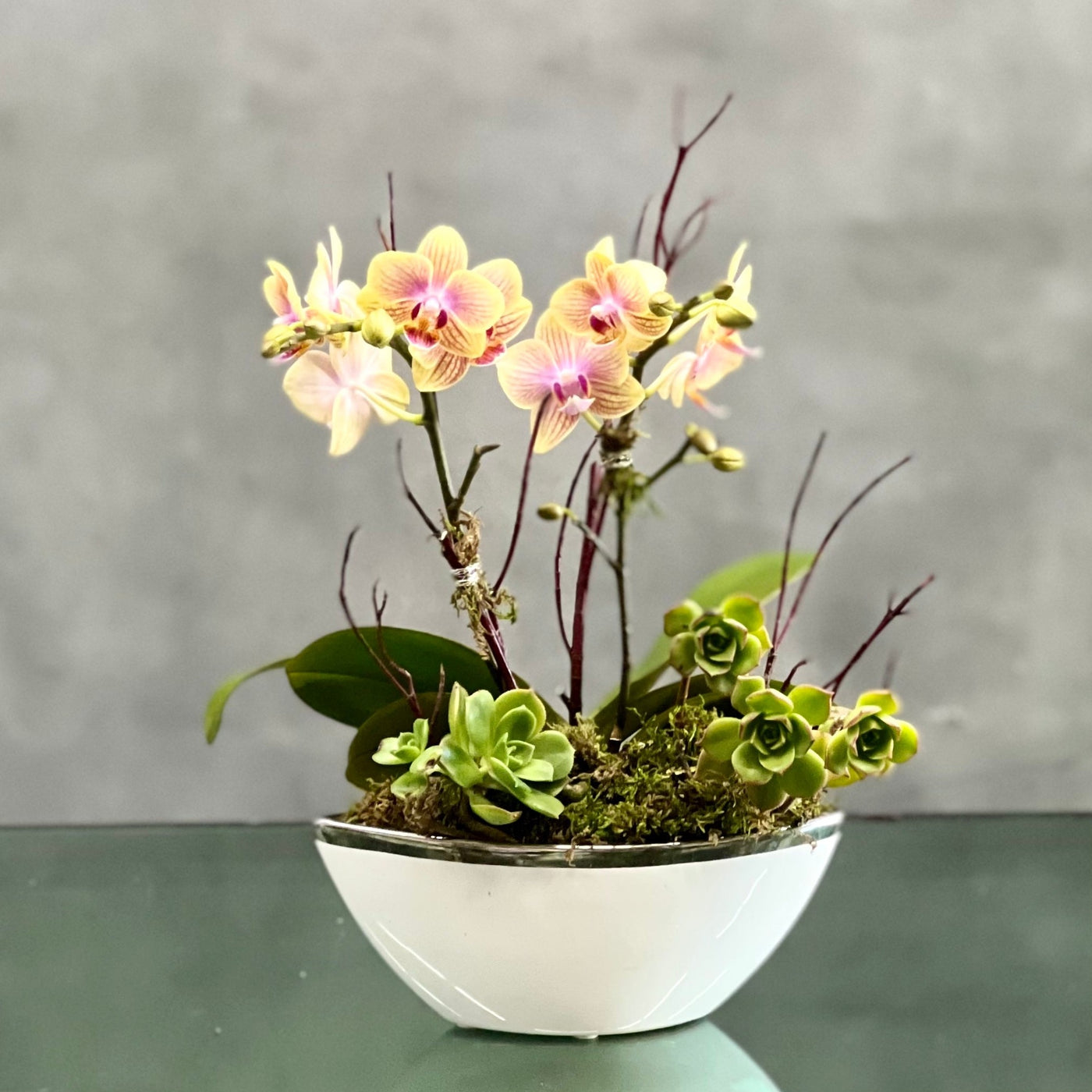 Beverly hills Florist presents Delicate double Mini yellow pink Orchid Plants accented with Succulent and Branches for same day delivery! This beautiful plant is then arranged in a modern Ceramic Container. Perfect for thank you, welcoming or just a simple and elegant touch! 