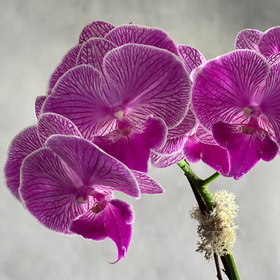 Purple Moon Orchids