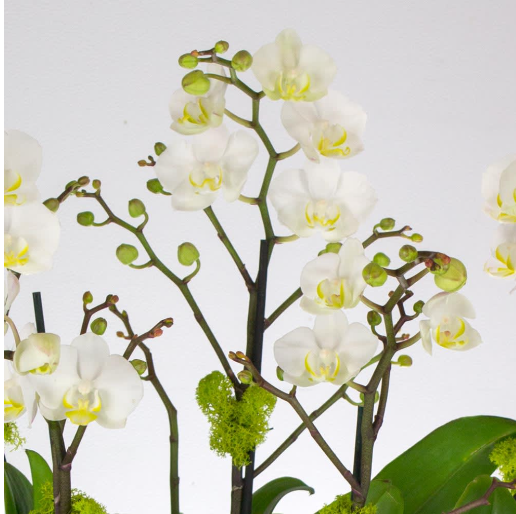 5 Mini Orchid Plants - beverlyhillsflorist