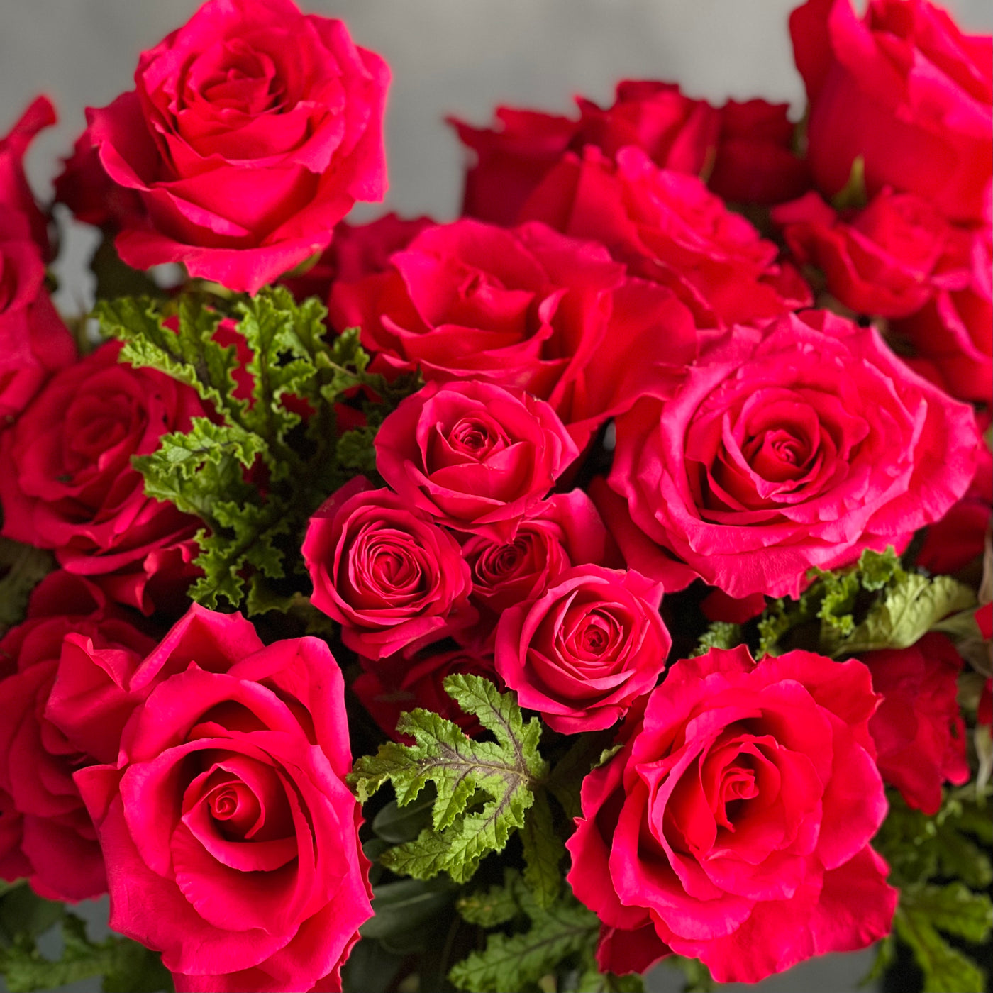 A Moment In Time arrangement with hot pink Ecuadorian roses and scented geraniums in a modern design, available for same-day delivery by Beverly Hills Florist.