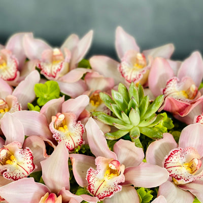 A Pink Delicate Touch arrangement with pink cymbidium orchids, hydrangeas, and succulent in a heart-shaped box, modern same-day delivery by Beverly Hills Florist.