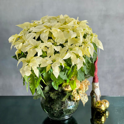 Amid the Winter's Snow arrangement featuring white poinsettias, holiday greens, and pine cones, available for same-day delivery by Beverly Hills Florist.