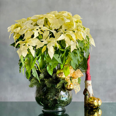 Amid the Winter's Snow arrangement featuring white poinsettias, holiday greens, and pine cones, available for same-day delivery by Beverly Hills Florist.