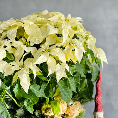 Amid the Winter's Snow arrangement featuring white poinsettias, holiday greens, and pine cones, available for same-day delivery by Beverly Hills Florist.