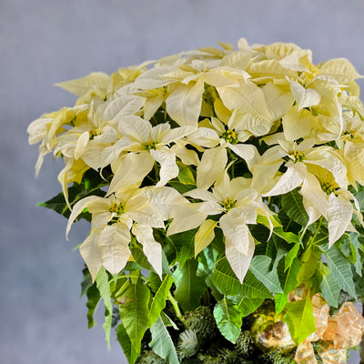 Amid the Winter's Snow arrangement featuring white poinsettias, holiday greens, and pine cones, available for same-day delivery by Beverly Hills Florist.