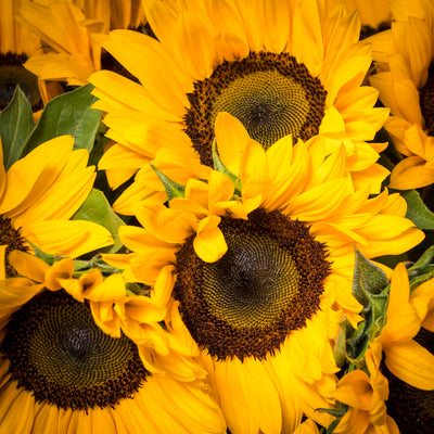 Baby It's Sunny Outside arrangement with tall sunflowers in a vase with pebbles, available for same-day delivery by Beverly Hills Florist.