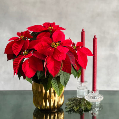 Christmas Joy arrangement with a poinsettia plant, holiday greens, and a modern gold pot, available for same-day delivery by Beverly Hills Florist.