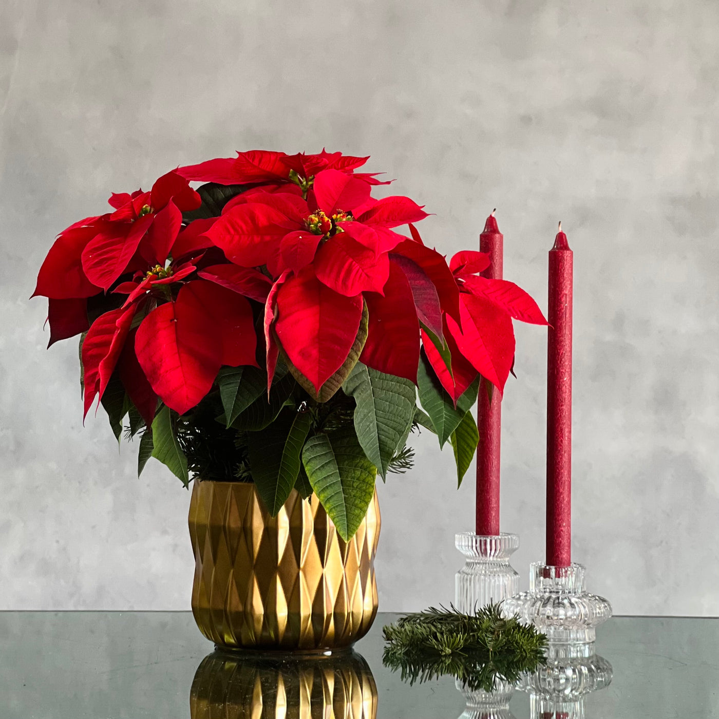 Christmas Joy arrangement with a poinsettia plant, holiday greens, and a modern gold pot, available for same-day delivery by Beverly Hills Florist.