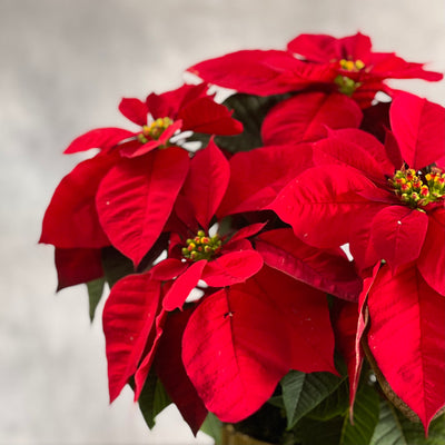 Christmas Joy arrangement with a poinsettia plant, holiday greens, and a modern gold pot, available for same-day delivery by Beverly Hills Florist.