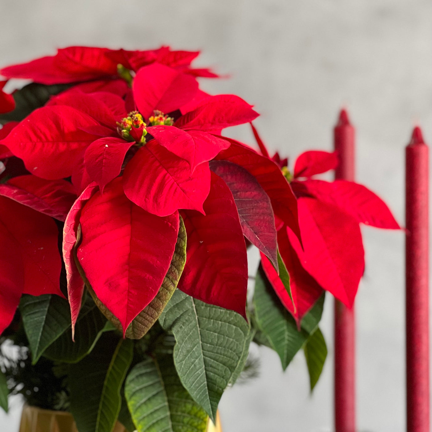 Christmas Joy arrangement with a poinsettia plant, holiday greens, and a modern gold pot, available for same-day delivery by Beverly Hills Florist.