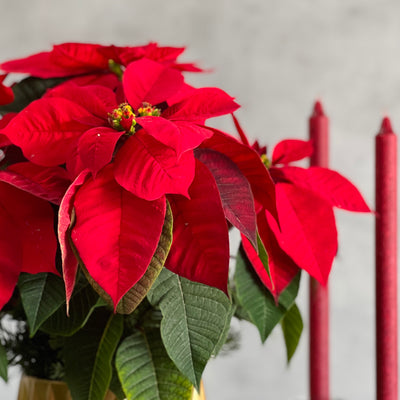 Christmas Joy arrangement with a poinsettia plant, holiday greens, and a modern gold pot, available for same-day delivery by Beverly Hills Florist.