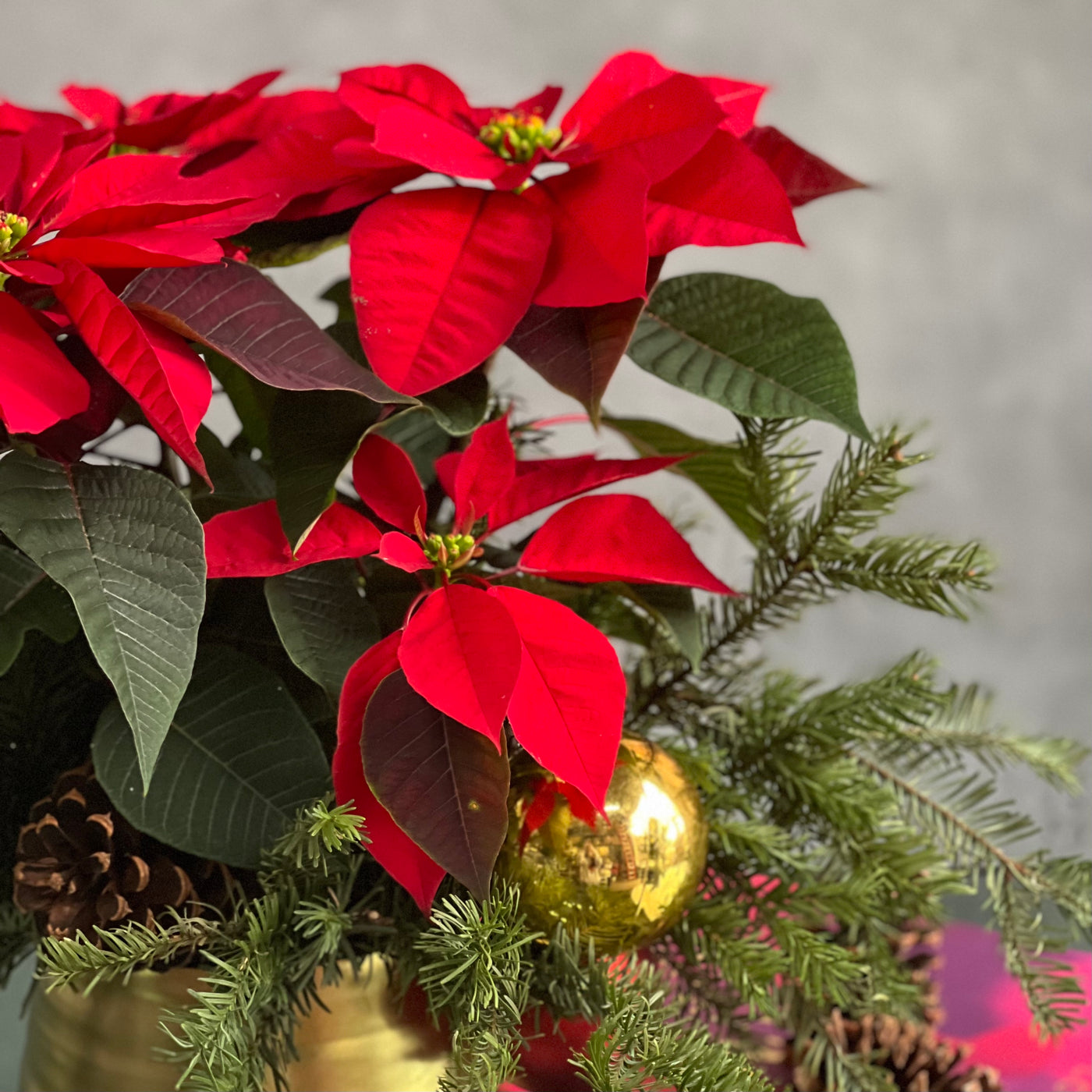 Christmas arrangement featuring poinsettias, holiday ornaments, seasonal greens, and pine cones in a gold pot, available for same-day delivery by Beverly Hills Florist.