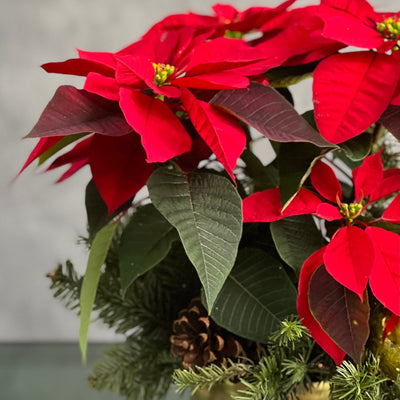 Christmas arrangement featuring poinsettias, holiday ornaments, seasonal greens, and pine cones in a gold pot, available for same-day delivery by Beverly Hills Florist.