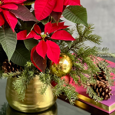 Christmas arrangement featuring poinsettias, holiday ornaments, seasonal greens, and pine cones in a gold pot, available for same-day delivery by Beverly Hills Florist.