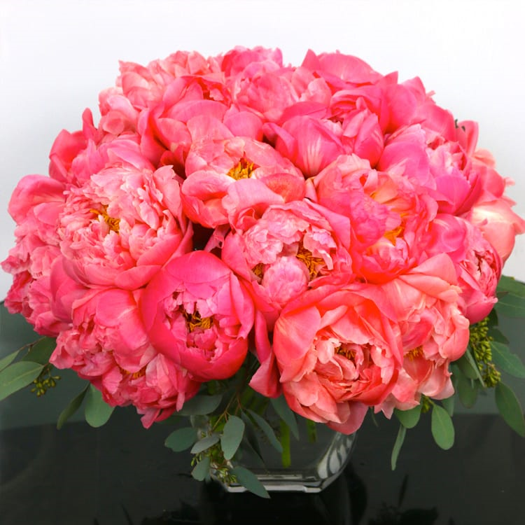 Precious Coral - beverlyhillsflorist