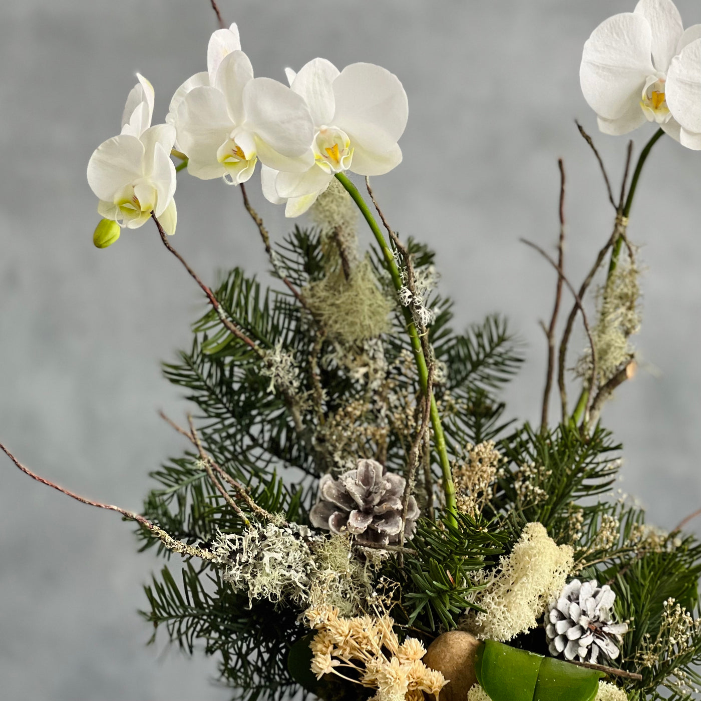 Elegant white orchid holiday arrangement in a round white ceramic vase with festive holiday accents.