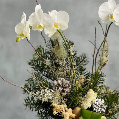 Elegant white orchid holiday arrangement in a round white ceramic vase with festive holiday accents.