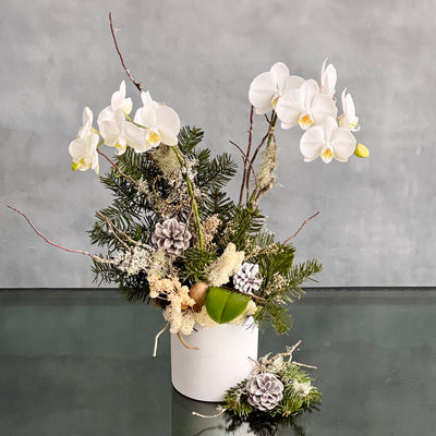 Elegant white orchid holiday arrangement in a round white ceramic vase with festive holiday accents.