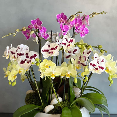 Multi Spike Colorful Orchid Plants