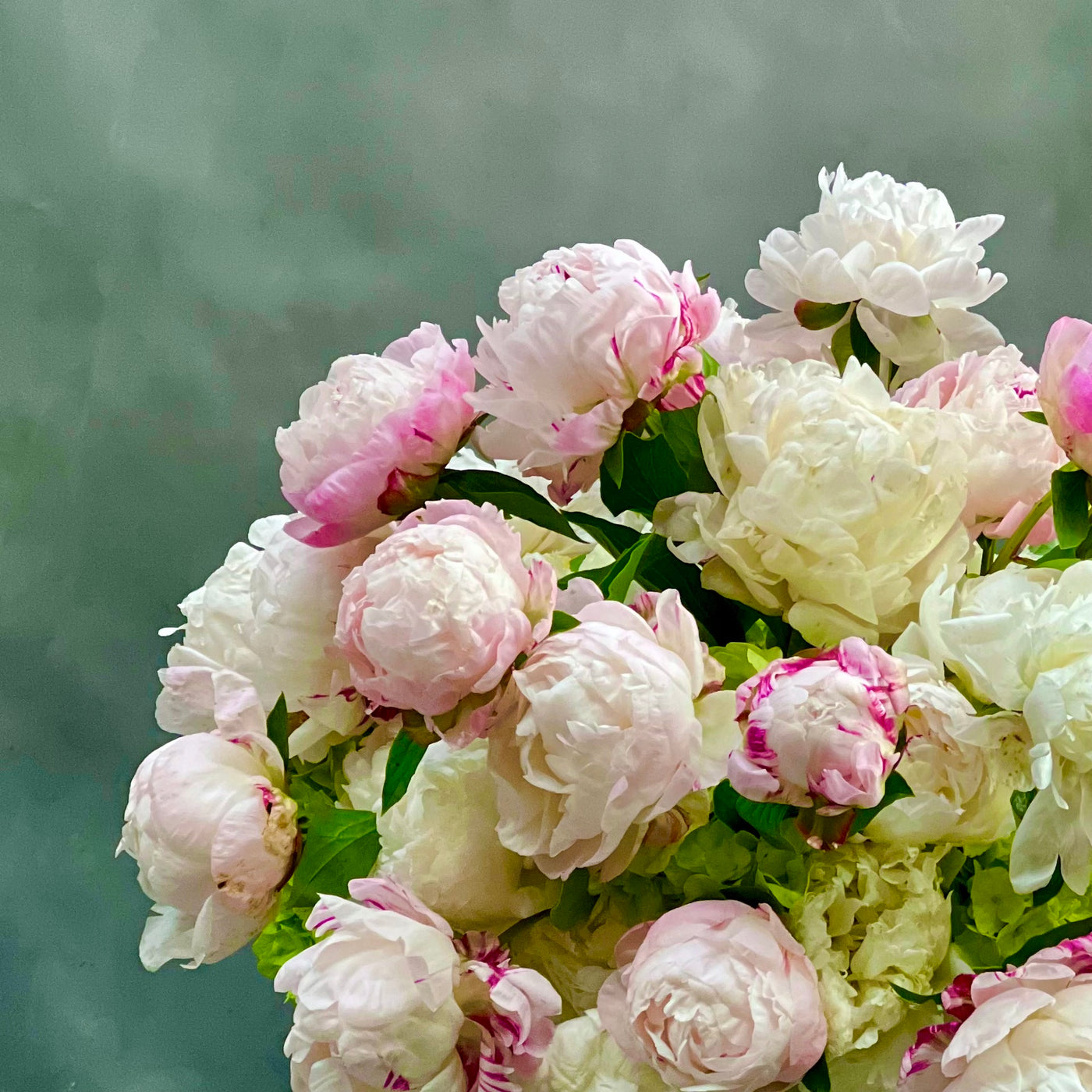 Pure Peony Perfection - beverlyhillsflorist