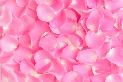One Gallon bag of Rose Petals (Red, Pink or White)