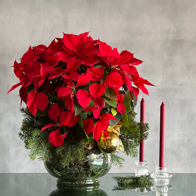 Poinsettia Magnificence - beverlyhillsflorist