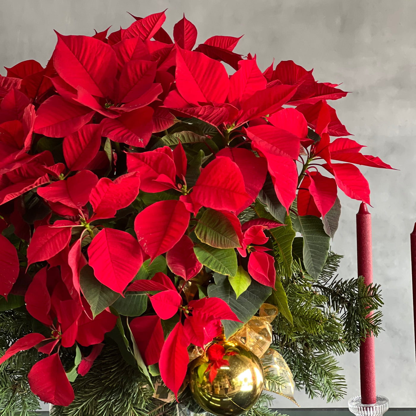 Poinsettia Magnificence - beverlyhillsflorist
