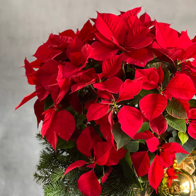 Poinsettia Magnificence - beverlyhillsflorist