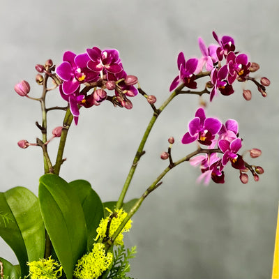 Purple Gold Orchids