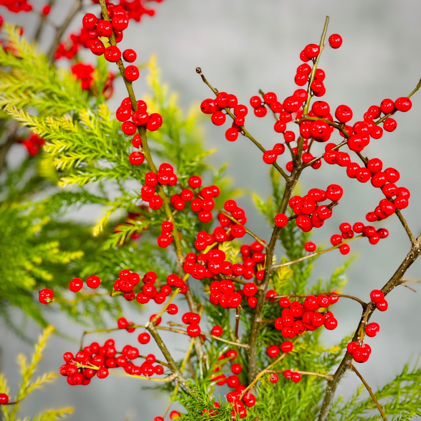 Holiday Ilex Centerpiece - beverlyhillsflorist