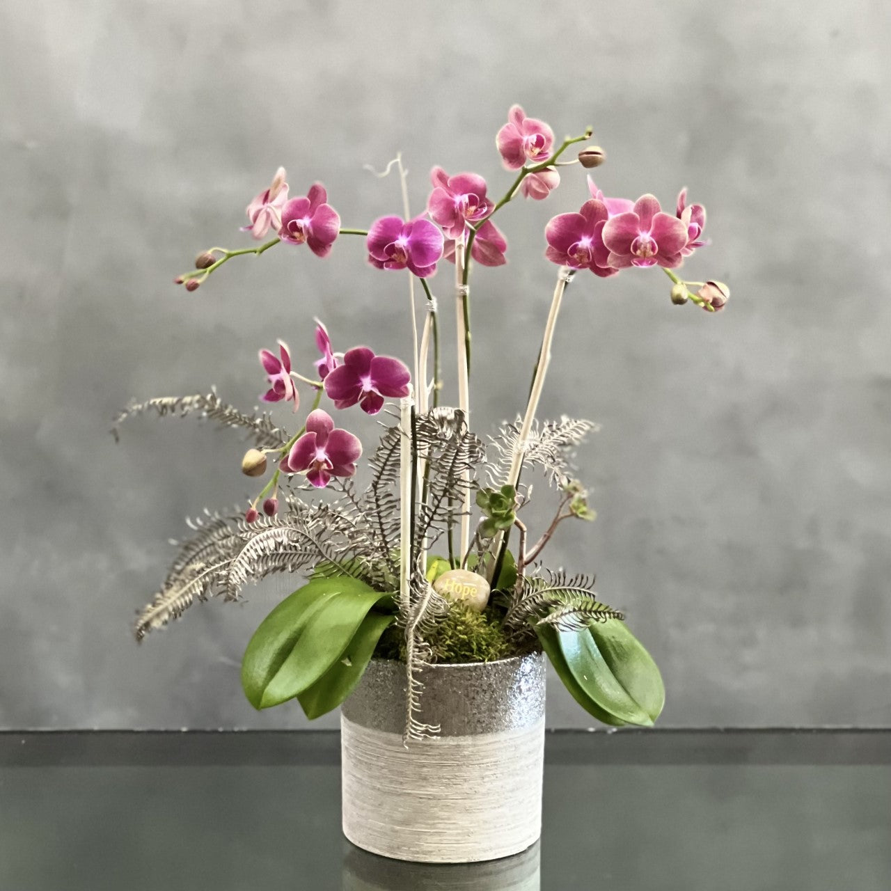 Burgundy Tango Orchids presented by Beverly Hills Florist can be arranged for same day delivery! 2 deep Burgundy double mini Orchid plants stand tall with some succulents in a beautiful white and silver ceramic vase - a very special gift of enduring beauty. "Hope" Rock Included.