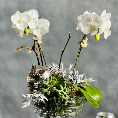 Crystal Orchids