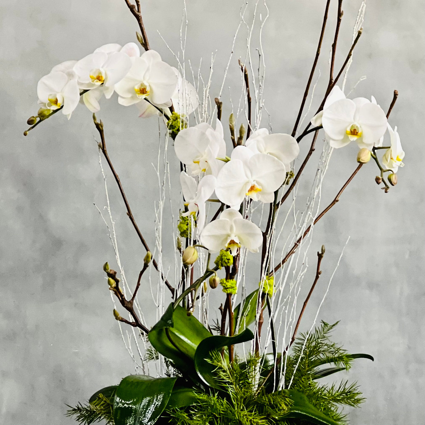 Holiday Orchid Zensation - beverlyhillsflorist